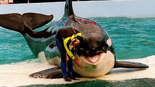 Trainer Marcia Hinton pets Lolita, a captive orca whale, during a performance at the Miami Seaquarium in Miami, March 9, 1995