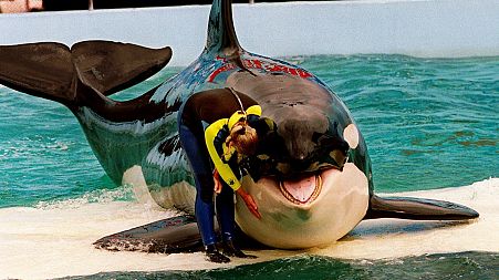Trainer Marcia Hinton pets Lolita, a captive orca whale, during a performance at the Miami Seaquarium in Miami, March 9, 1995