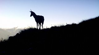 Swaths of wild Patagonia are thriving and it’s all thanks to one US billionaire.