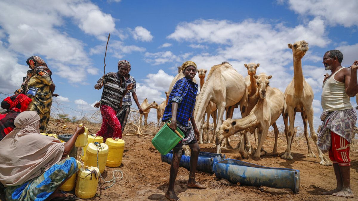 Des éleveurs puisent de l'eau à partir d'un puits près de Kuruti, dans le comté de Garissa, au Kenya, mercredi 27 octobre 2021. 