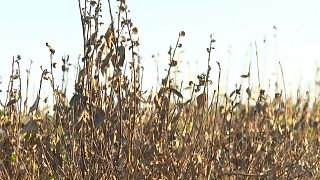 Plantas de hierba mate secas debido a la falta de lluvia y las altas temperaturas en el noreste de Argentina