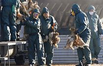 As autoridades sanitárias e de segurança alimentar recomendam o reforço da vigilância da gripe aviária.