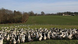 La gripe aviar, de nuevo de actualidad, con pocos efectos sobre los humanos