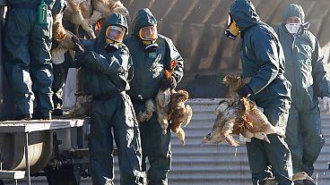 As autoridades sanitárias e de segurança alimentar recomendam o reforço da vigilância da gripe aviária.