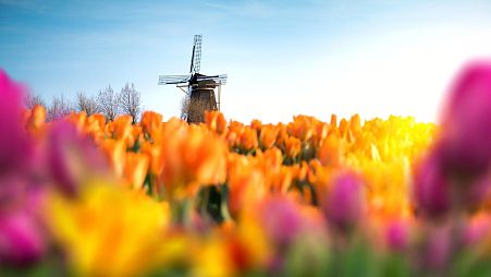 The Netherlands is known as the land of tulips and windmills