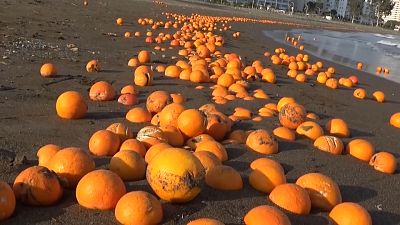 Oranges dragged onto the beach cause pollution