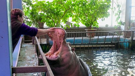 This picture taken on March 22, 2022, shows a Hippopotamus at the Mykolaiv zoo, southern Ukraine.