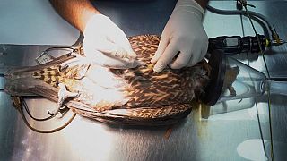 The Souq Waqif Falcon Hospital welcomes over 150 falcons a day.