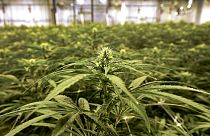Cannabis plants growing at an indoor True North Collective facility are shown in Jackson, Mich., Wednesday, March 2, 2022. Malta legalised cannabis in small amounts last year.