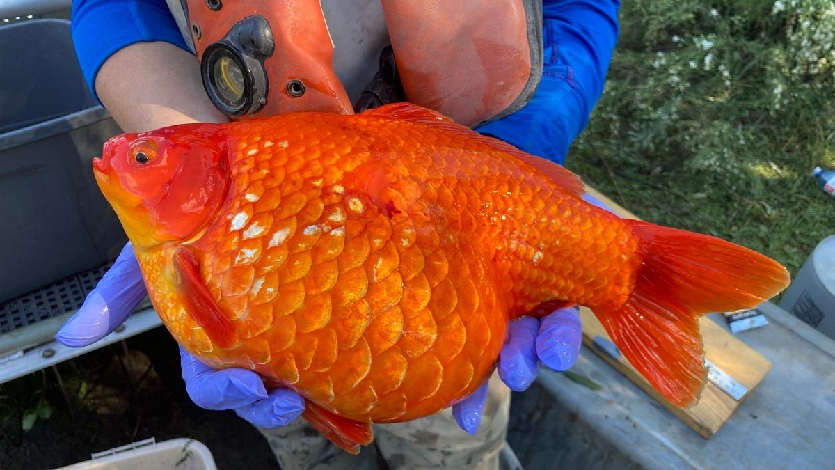 Giant goldfish threaten native species in this region of Canada