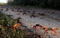 Crabs invade the beaches of Cuba after a pandemic-induced recovery.
