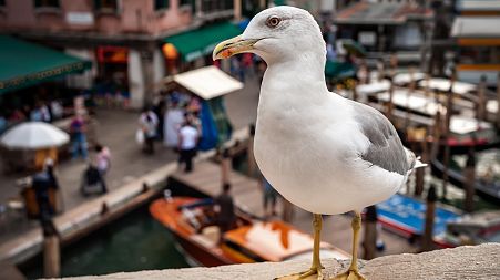 A seagull in Venice, Italy