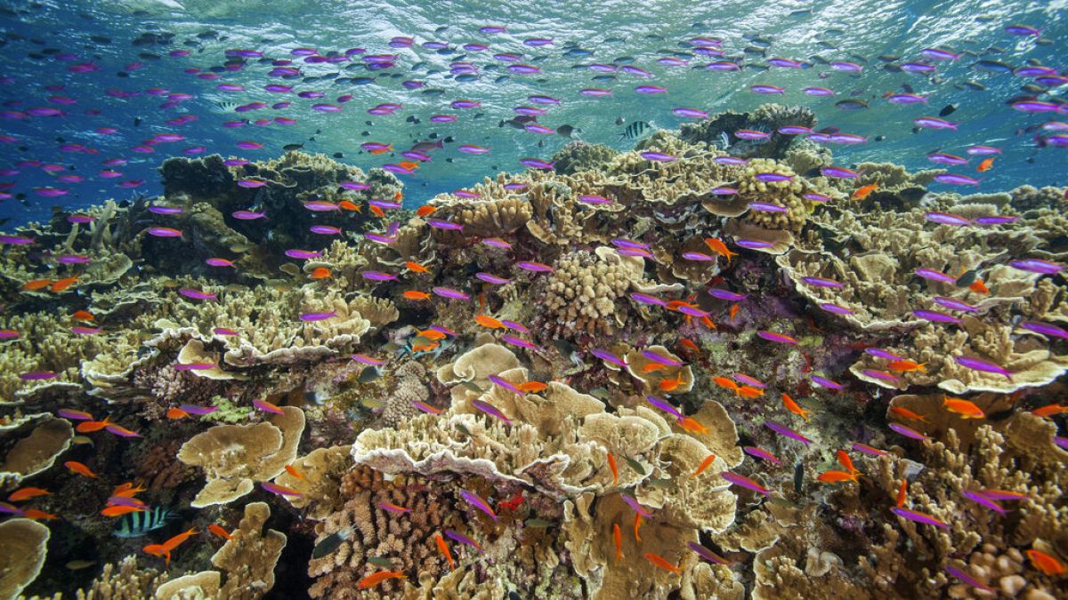 De petits poissons se mettent en banc dans les eaux du Ribbon Reef No 10 près de Cairns, en Australie (septembre 2017).