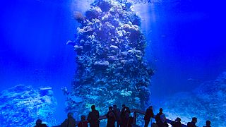 Des visiteurs devant l'œuvre d'art panoramique monumentale "Great Barrier Reef",  Leipzig, 2 octobre 2015.
