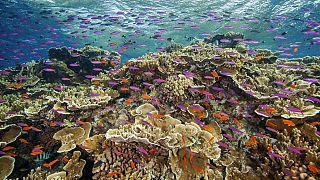 De petits poissons se mettent en banc dans les eaux du Ribbon Reef No 10 près de Cairns, en Australie (septembre 2017).