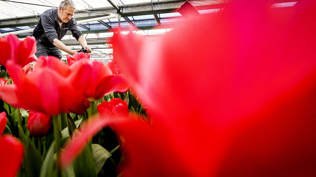 An employee gives the final touch to the flowerbeds at Keukenhof flower park in Lisse, Netherland. The park reopened after two seasons of limited access due to the pandemic