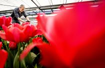 An employee gives the final touch to the flowerbeds at Keukenhof flower park in Lisse, Netherland. The park reopened after two seasons of limited access due to the pandemic