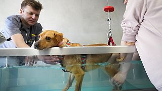 Jakob Kotowicz állatorvos egy törött lábú kutyát kezel az ADA Alapítvány Przemysli állatklinikáján