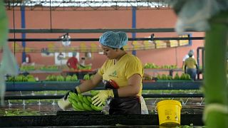 Mujer trabajando en una plantación de plátanos en Ecuador