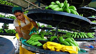 Ein Bananenarbeiter bereitet auf der Bananenplantage von "Select Fruits of the Tropics" in der Nähe von Parrita, Costa Rica, 26.02.2007
