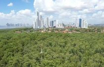 Manglares a pocos kilómetros de los rascacielos de Ciudad de Panamá