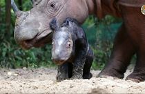 ولادة وحيد قرن سومطري داخل محمية إندونيسية