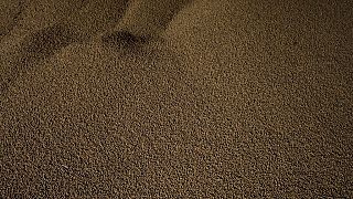 Plus de 25 000 tonnes de blé russe déchargées au Cameroun