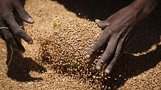 Etióp nő markol gabonában Tigrayban élelmiszerosztás közben