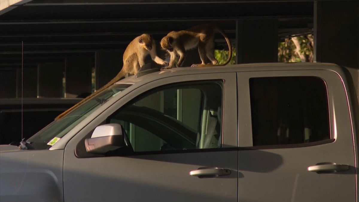 About 40 small vervet monkeys live in a mangrove preserve next to Fort Lauderdale's international airport.