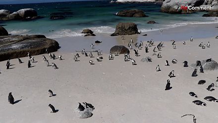 African penguins could be extinct in decades