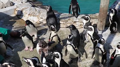 Südafrikanische Pinguine