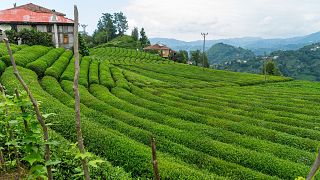 Tea plantation, Turkey