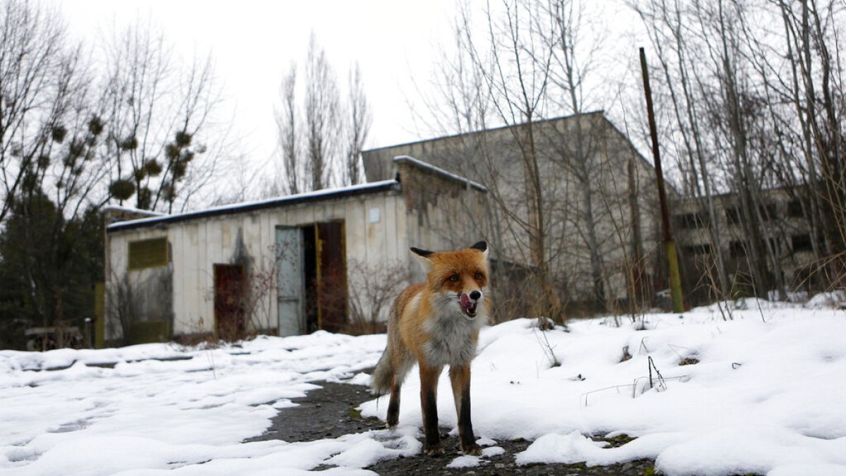 Im verlassenen Pripyat bei Tschernobyl in der Ukraine - ARCHIV