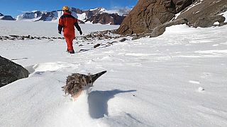 Erfrorener Antarktissturmvogel unweit der Polar-Forschungsstation in Svarthammaren, Antarktis