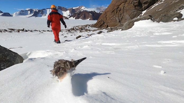 Antarktis: Ausbleiben der Antarktissturmvögel beunruhigt Forscher