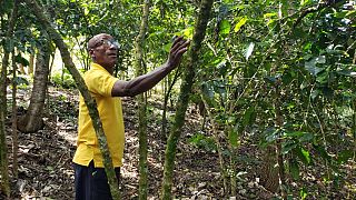 Coffee sector in Burundi struggles to rebound [Business Africa]