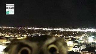 Guess hoo? Owl peeks into live weather camera in Montana