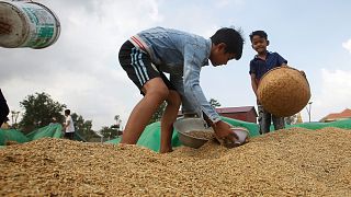 مزارعو الأرز في إندونيسيا