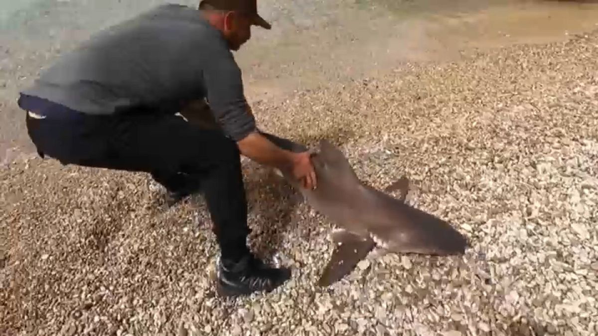 Video. A sand shark released from a fisherman's hook