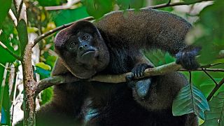 Estrellita was a woolly monkey like the one pictured here. 