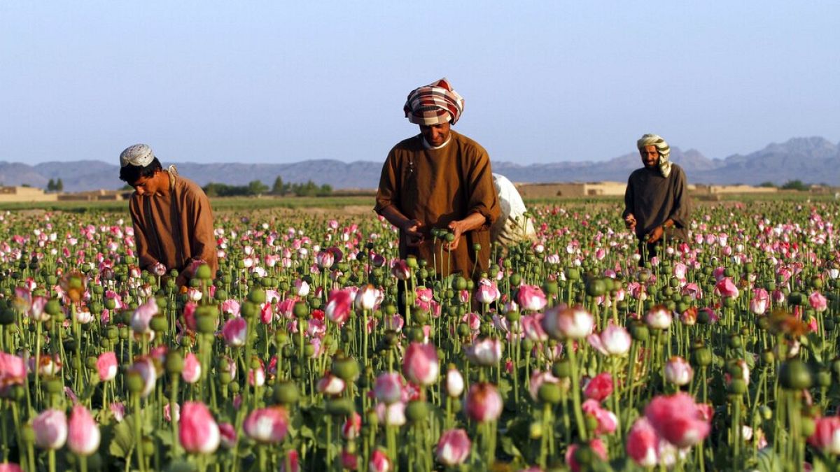 Farmers harvest raw opium at a poppy field in the Zhari district of Kandahar province, Afghanistan.
