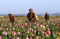 Farmers harvest raw opium at a poppy field in the Zhari district of Kandahar province, Afghanistan.