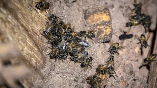 Stung by drought, Morocco's bees decimated