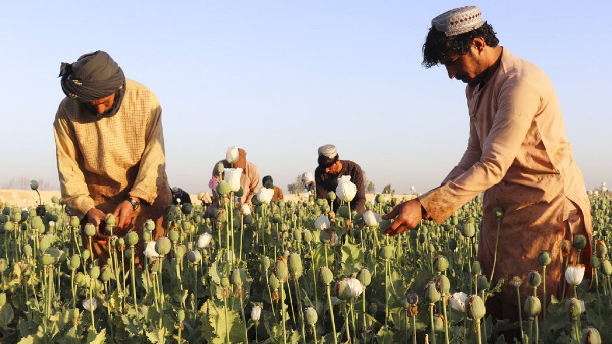 Αφγανοί αγρότες συλλέγουν παπαρούνες