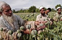 کشت خشخاش در افغانستان