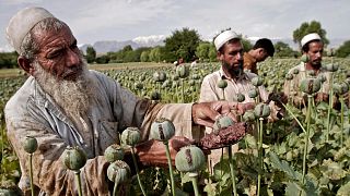 کشت خشخاش در افغانستان