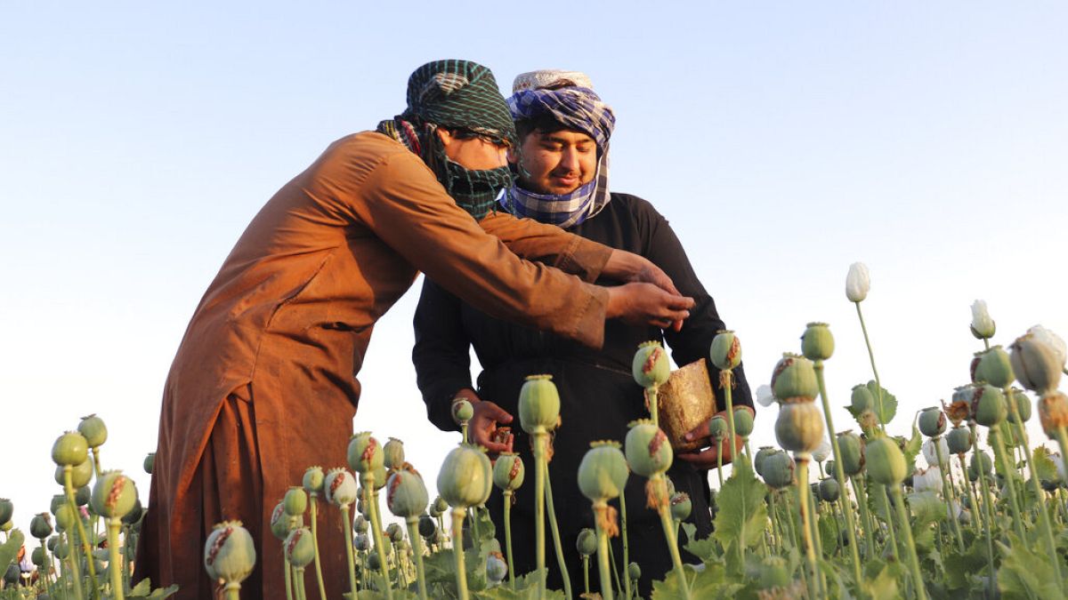 Cultivateurs de pavot du Helmand, le 1er avril 2022