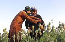 Cultivateurs de pavot du Helmand, le 1er avril 2022