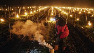 Un vigneron de la région du Jura, en France, tente de protéger ses vignes du gel à l'aide de feux, 4 Avril 2022
