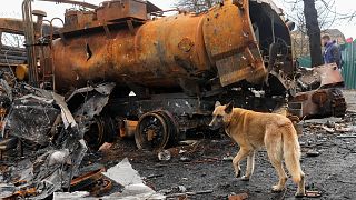 A dog runs by Russian military vehicles in Bucha, close to Kyiv, Ukraine, Monday, Apr. 4, 2022